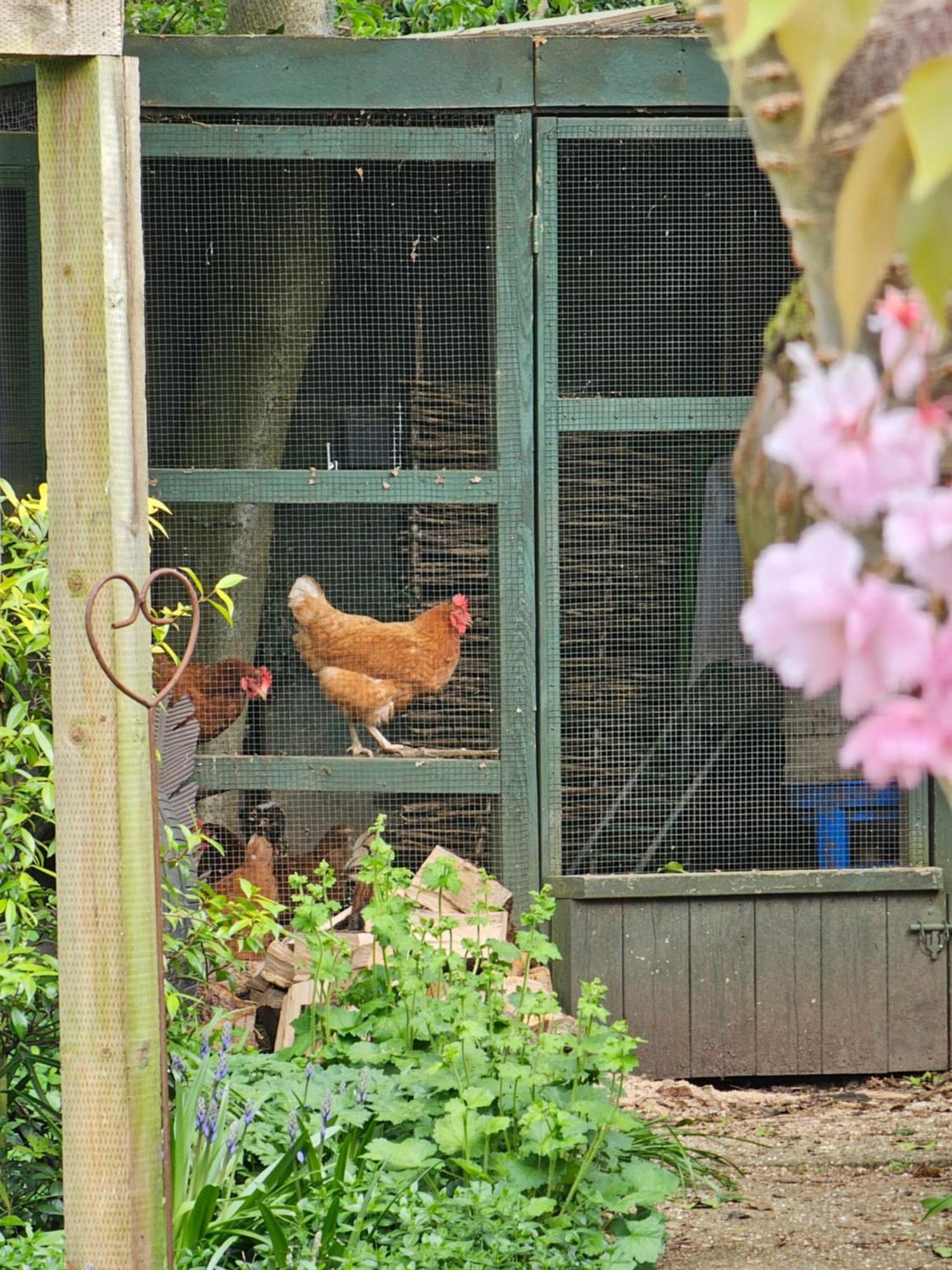 Luxury Self Catering With Cosy Cabin & Sauna In Colchester Eksteriør billede